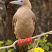 Red-footed Booby